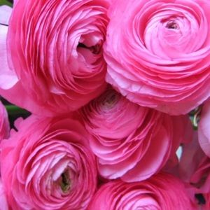 Meet your Posher, Kelli